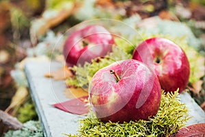 Fresh apples on the moss