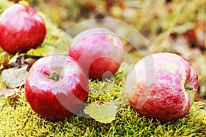 Fresh apples on the moss