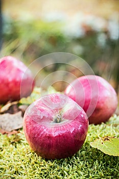 Fresh apples on the moss in autumn