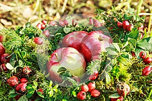 Fresh apples on the moss in autumn forest