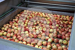 Fresh Apples Moving Under Brushes Inside Apple Cleaning and Waxing Machine