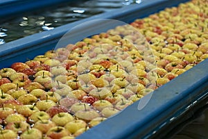 Fresh Apples Moving Through Water in Apple Flumes in Fruit Packing Warehouse