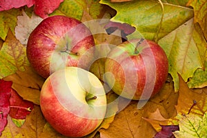 Fresh apples - NEW harvest