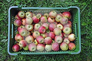 Fresh apples in a shipping crate