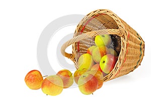 Fresh apples spilling out of basket - isolated on