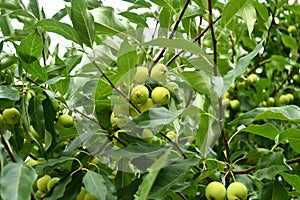 Fresh apples on the tree.