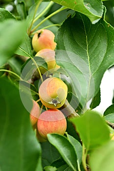 Fresh apples on the tree.