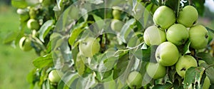 Fresh apples on tree in a orchard garden. Apple tree