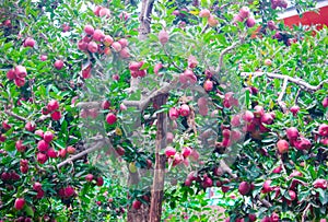 Fresh apples tree orchards, in the gardens of Spiti