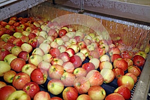 Fresh apples washing and moving on conveyor in a fruit packing warehouse