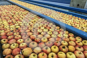 Fresh Apples Washing and Sorting in Apple Flumes in Fruit Packing Warehouse