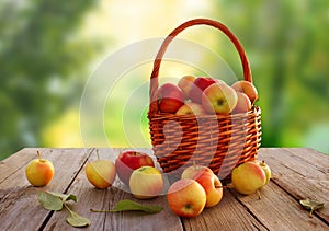 Fresh  apples on wooden table.Autumn garden.Basket of freshly picked red and yellow apples in a rustic orchard scene