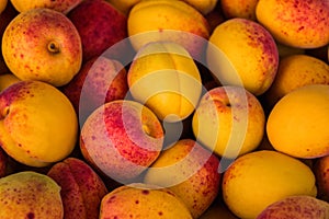Fresh apricot background. Ripe apricots fruit background. Fresh organic apricots close up