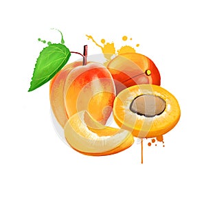 Fresh apricot fruits isolated on white background. Apricot, slice, leaf. Fruits of the world collection. Digital art illustration