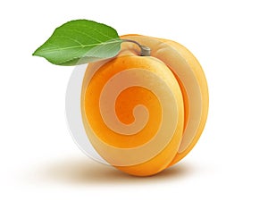 Fresh apricot and leaf