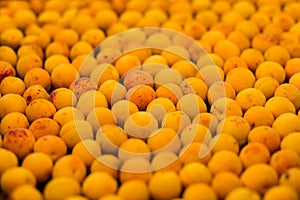 Fresh apricots as background, texture, fruit composition