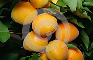 Fresh and ripe apricots on a tree, ready to be harvest