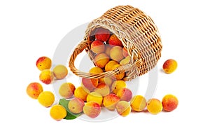 Fresh apricots in wicker basket isolated on white background