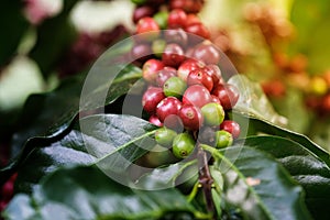 Fresh arabica coffee bean on coffee tree