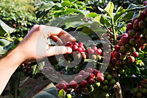 Fresh arabica coffee beans on coffee tree