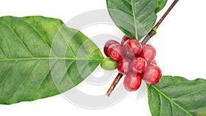 Fresh Arabica coffee beans and leaves on a white background
