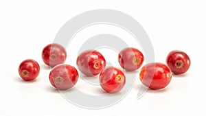 Fresh arabica coffee beans on a white background