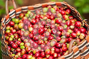 Fresh Arabica coffee berries in basket. Organic coffee farm on B