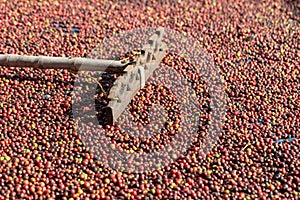 Fresh Arabica Red Coffee beans berries. and Drying Process