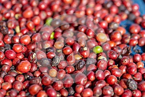 Fresh Arabica Red Coffee beans berries. and Drying Process