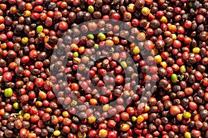 Fresh Arabica Red Coffee beans berries and Drying Process