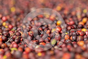 Fresh Arabica Red Coffee beans berries and Drying Process