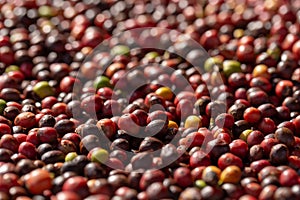 Fresh Arabica Red Coffee beans berries and Drying Process