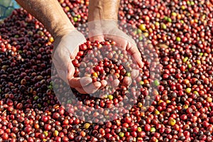 Fresh Arabica Red Coffee beans berries in hand and Drying Proce
