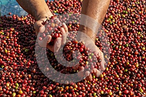 Fresh Arabica Red Coffee beans berries in hand and Drying Proce