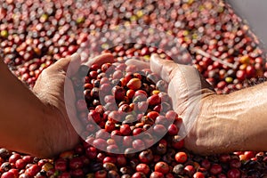 Fresh Arabica Red Coffee beans berries in hand and Drying Proce