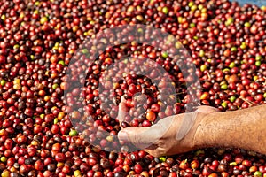 Fresh Arabica Red Coffee beans berries in hand. and Drying Process