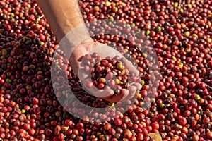 Fresh Arabica Red Coffee beans berries in hand. and Drying Process