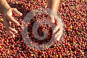 Fresh Arabica Red Coffee beans berries in hand. and Drying Process