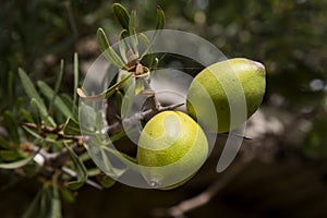 Fresh argan fruits on a branch. Argania spinosa - Argana