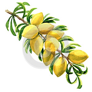 Fresh argan tree, Argania spinosa, branch with fruits, nuts on a branch, isolated, hand drawn watercolor illustration on