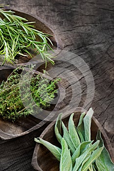 Fresh aromatic herbs photo