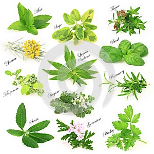 Fresh aromatic herbs