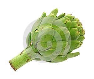 Fresh Artichoke