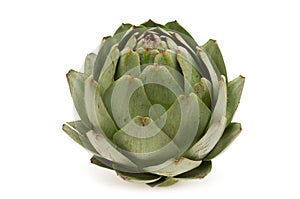 Fresh artichoke