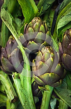 Fresh artichokes at farmers market