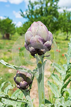 Fresh artichokes in garden, Vegetables for a healthy diet. Horticulture in Sicily, Italy