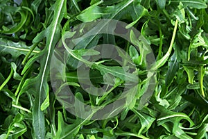 Fresh arugula Eruca, cruciferous plant and cabbage Brassicaceae close-up.