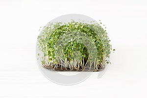 Fresh arugula sprouts on linen mat on white wood, copy space. Arugula sprouter, microgreens