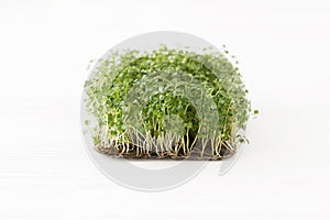Fresh arugula sprouts on linen mat on white wood, copy space. Arugula sprouter, microgreens photo