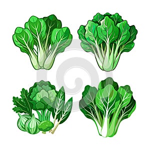 Fresh Asian Greens Vegetable Color Illustration